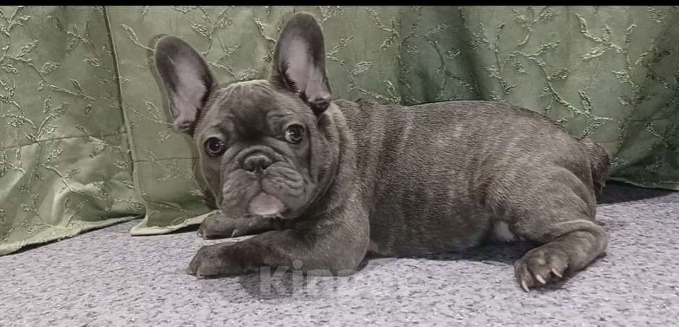 Собаки в Москве: Голубой тигр мальчик Мальчик, 50 000 руб. - фото 1