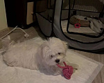 Собаки в Москве: Продается мальтийская болонка Мальчик, 17 500 руб. - фото 2