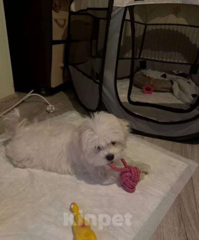 Собаки в Москве: Продается мальтийская болонка Мальчик, 17 500 руб. - фото 2