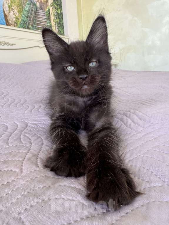 Кошки в Краснодаре: Девочка Мейн-кун Девочка, 45 000 руб. - фото 7