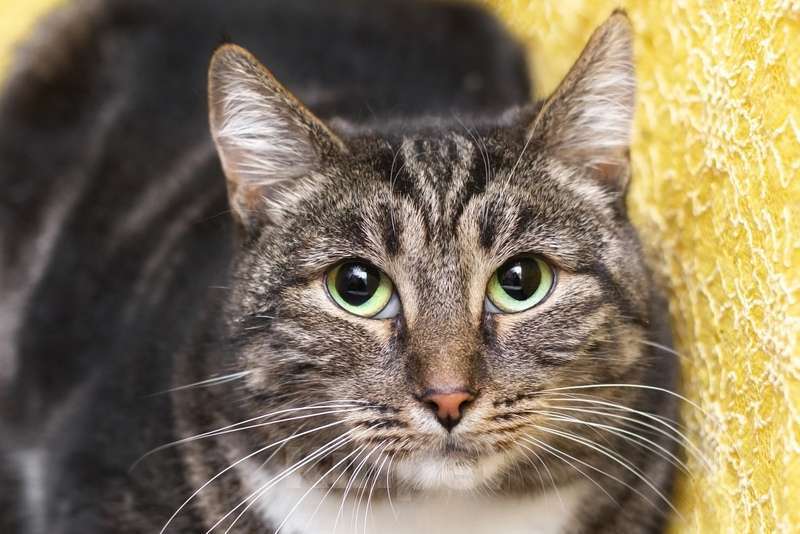 Кошки в Москве: Зеленоглазая красивая кошка Малефисента в добрые руки Девочка, 1 руб. - фото 3