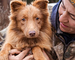 Собаки в Москве: Маленький, жизнерадостный лисёнок в поисках дома! Мальчик, Бесплатно - фото 1
