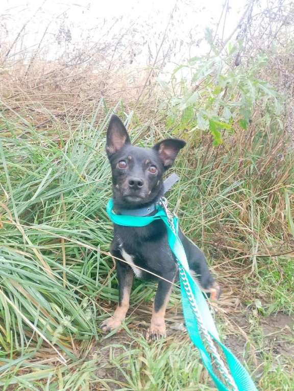 Собаки в Санкт-Петербурге: Маленький трогательный пёсик Мальчик, Бесплатно - фото 5