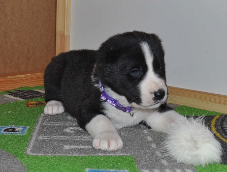 Щенок алабая (среднеазиатской овчарки)