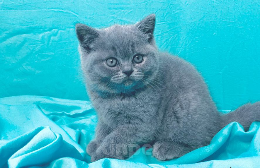 Кошки в Санкт-Петербурге: Продаются британские котята в разведение и как домашний любимец Разнополые, Бесплатно - фото 4