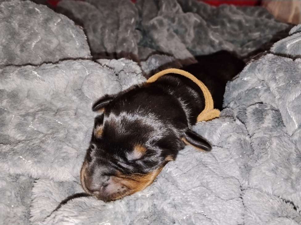 Собаки в Березовском: Ч/П сука Девочка, Бесплатно - фото 2