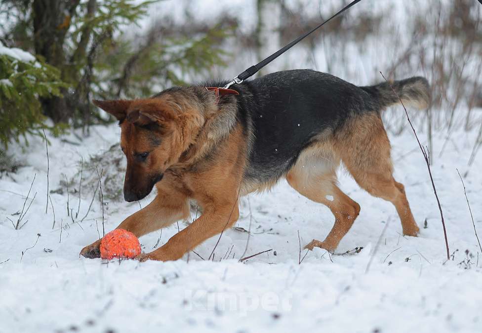 Собаки в Москве: Акулина, ласковая овчарка Девочка, 1 руб. - фото 4