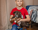 Собаки в Москве: Щенок Мальчик, 1 руб. - фото 9