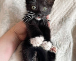 Кошки в Москве: Котенок Манюня ищет дом Девочка, Бесплатно - фото 3
