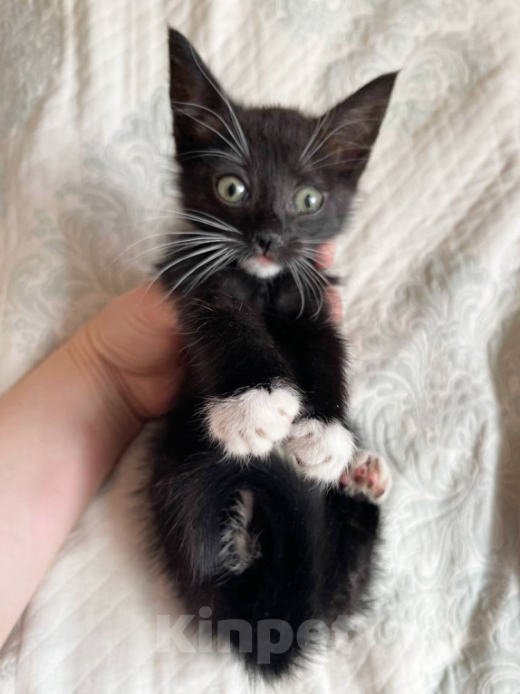 Кошки в Москве: Котенок Манюня ищет дом Девочка, Бесплатно - фото 3