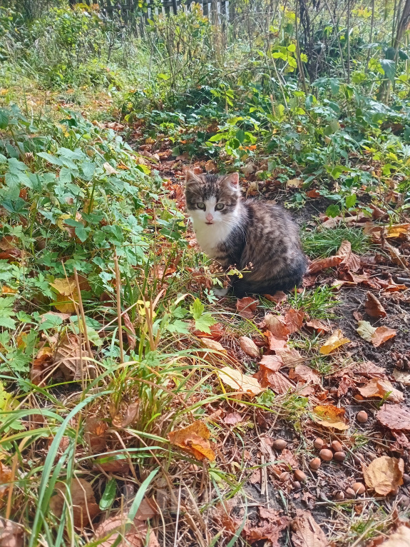 Кошки в Москве: Котенок Пушинка ищет дом Девочка, Бесплатно - фото 8