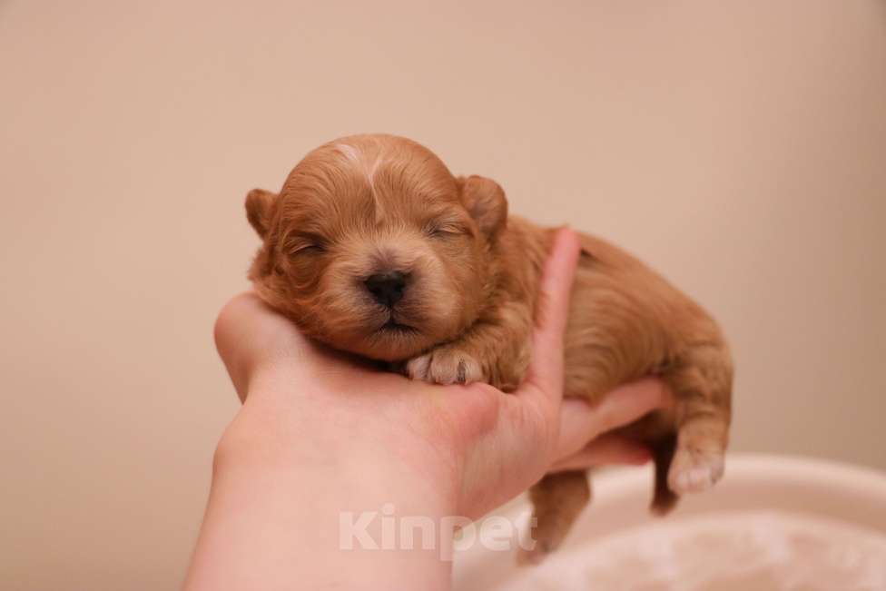 Собаки в Москве: Мальтипу девочка микро Корея Девочка, 150 000 руб. - фото 4