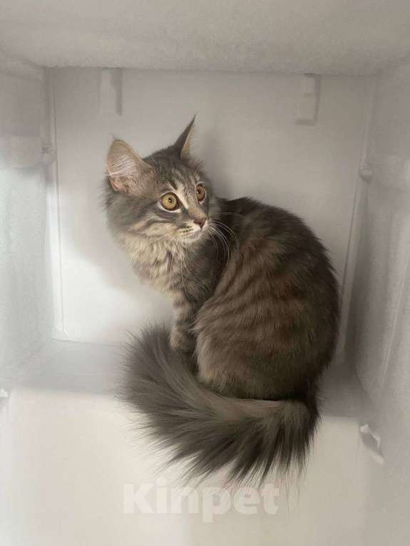 Кошки в Ростове-на-Дону: Отдам метиса мейн-куна в добрые руки  Мальчик, Бесплатно - фото 4