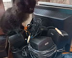 Кошки в Кирове: Отдам котят в хорошие руки. Или утоплю!:-) Мальчик, Бесплатно - фото 2