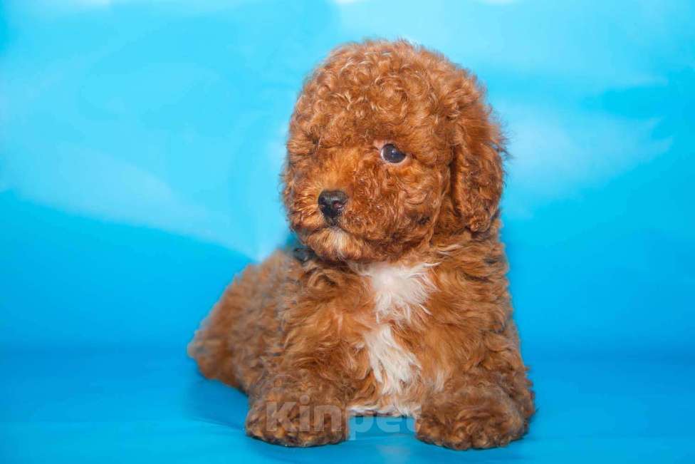 Собаки в Раменском: той пуделята Девочка, Бесплатно - фото 4