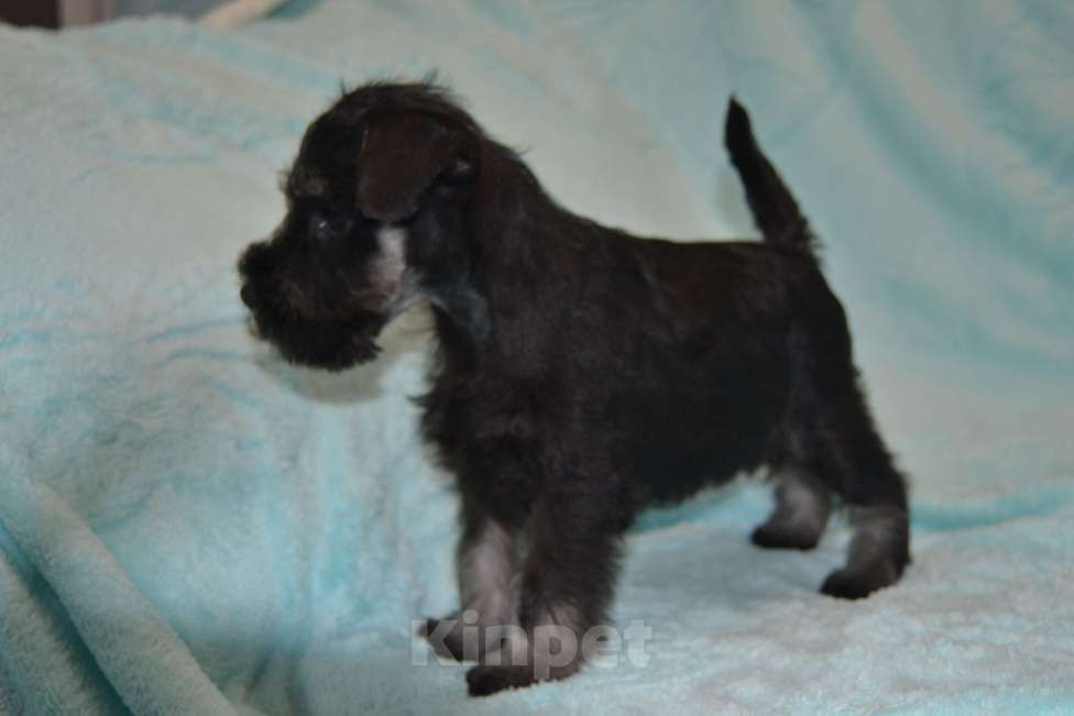 Собаки в Москве: Цвергшнауцер черный с серебром Мальчик, 35 000 руб. - фото 3