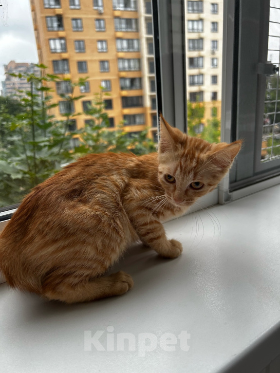 Кошки в Москве: Котенок девочка ищет дом Девочка, Бесплатно - фото 1