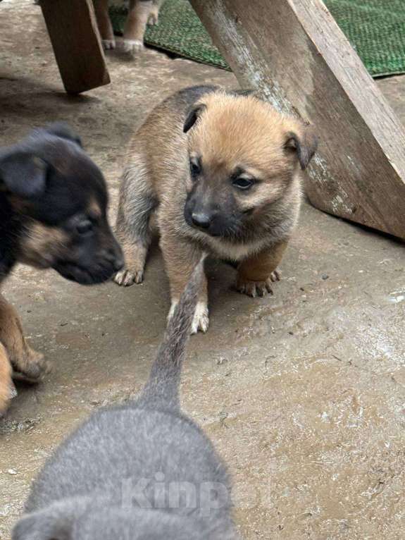 Собаки в других городах Крыма: Отдам 5 щенков в добрые руки Разнополые, Бесплатно - фото 3