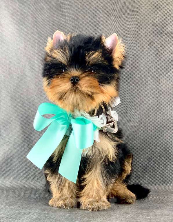 Собаки в Москве: Йоркширский терьер бебифэйс  Мальчик, 60 000 руб. - фото 3