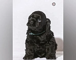 Собаки в Челябинске: Малыши-черныши Мальчик, 30 000 руб. - фото 1