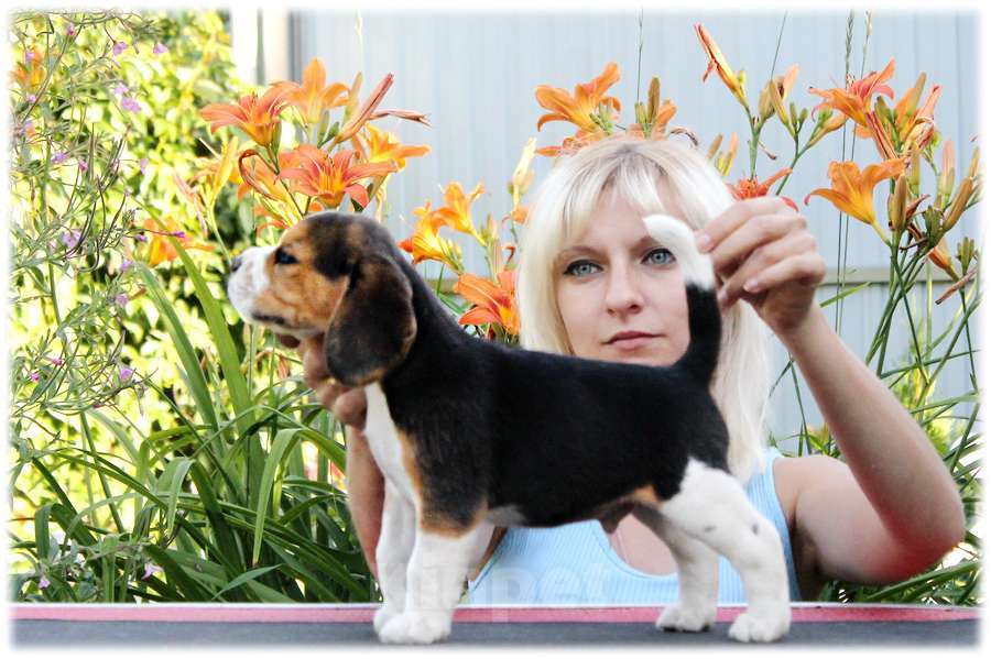 Собаки в Москве: бигли ркф Мальчик, 60 000 руб. - фото 4