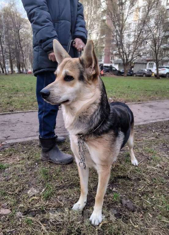 Собаки в Москве: Джокер в добрые руки Мальчик, Бесплатно - фото 10