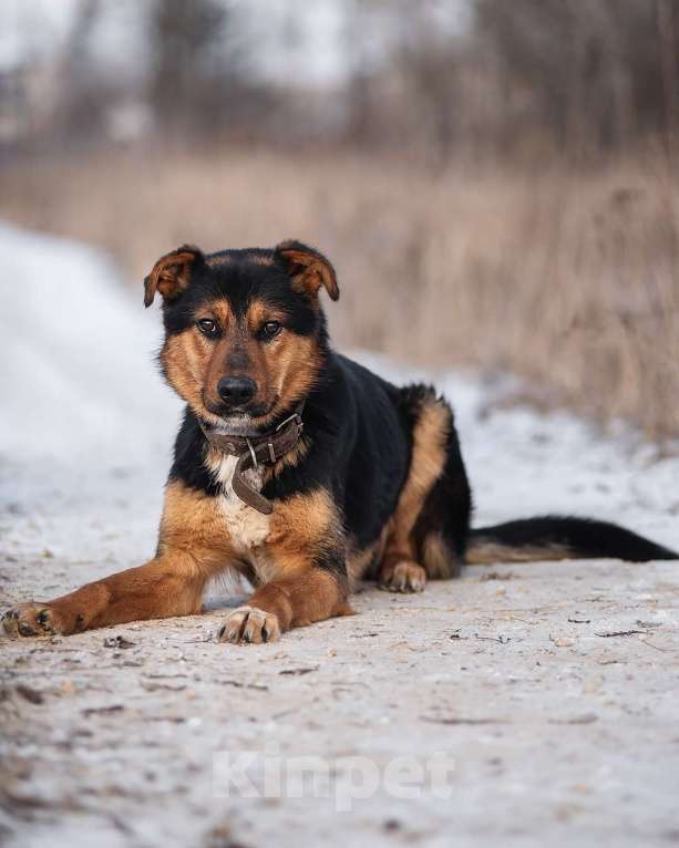 Собаки в Дзержинском: Умный пес Дружок в добре руки Мальчик, Бесплатно - фото 4