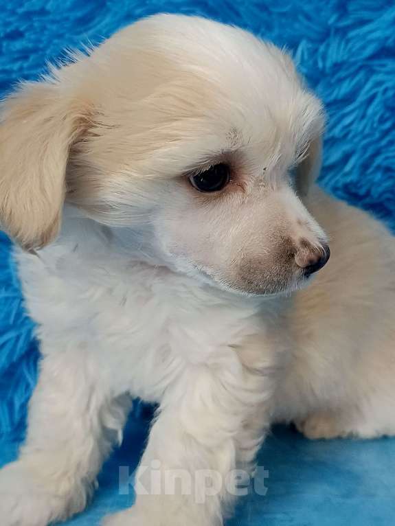 Собаки в Санкт-Петербурге: Белый медвежонок  Мальчик, 20 000 руб. - фото 2