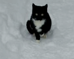 Кошки в Москве: Котик чёрный с белой грудкой  Мальчик, Бесплатно - фото 1