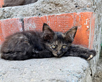 Кошки в Астрахани: Дворовая кошка родила котят Мальчик, Бесплатно - фото 3