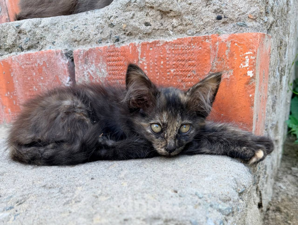 Кошки в Астрахани: Дворовая кошка родила котят Мальчик, Бесплатно - фото 3