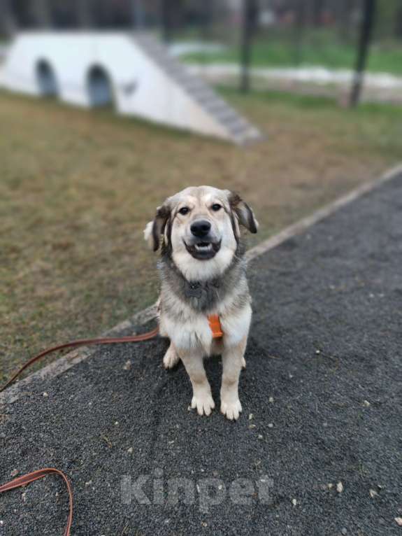 Собаки в Москве: Афелия пушистое облачко Девочка, Бесплатно - фото 9
