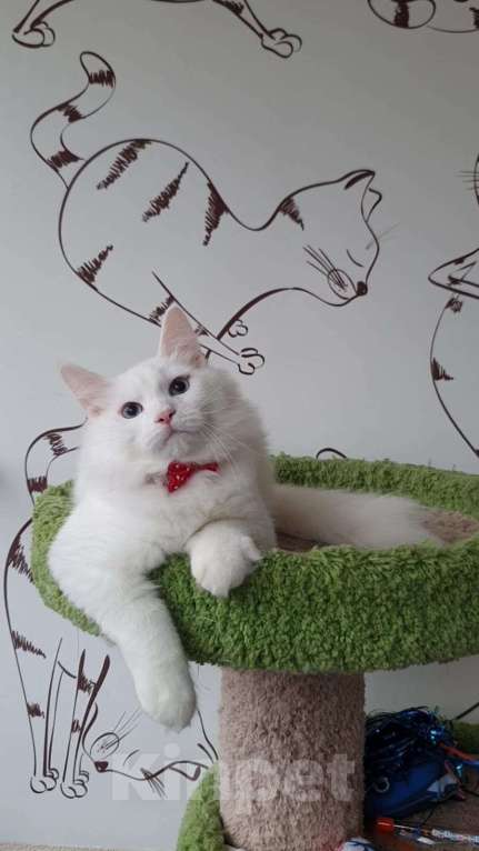 Кошки в Новосибирске: Aramis Мальчик, 50 000 руб. - фото 9