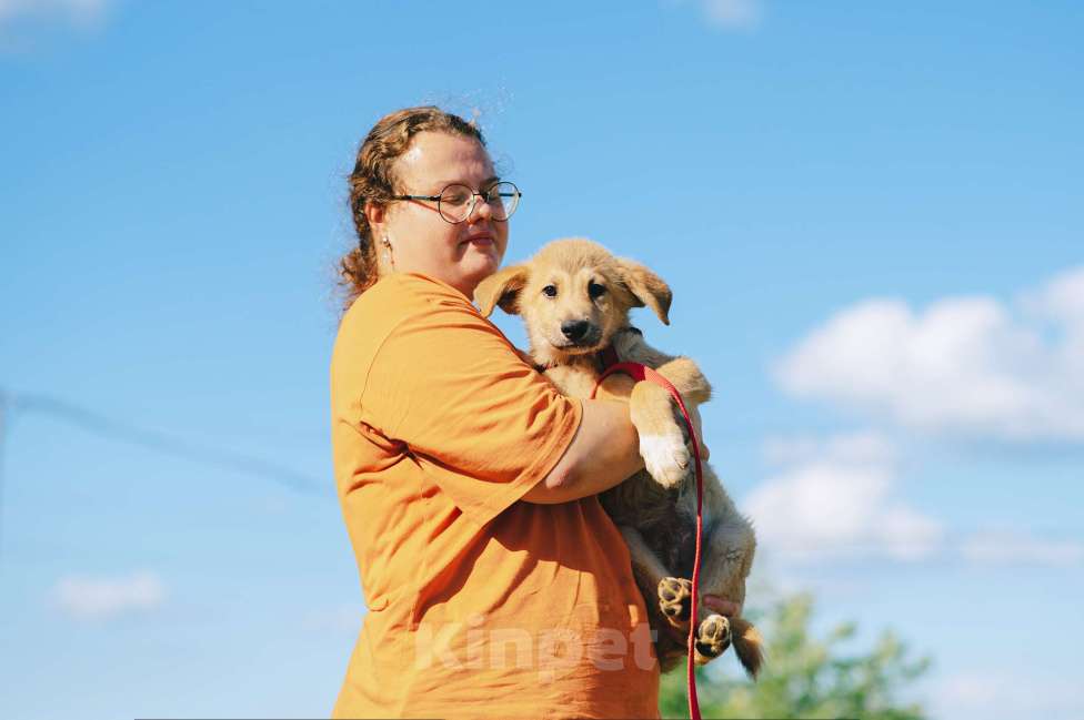 Собаки в Москве: Кумкват Мальчик, Бесплатно - фото 2