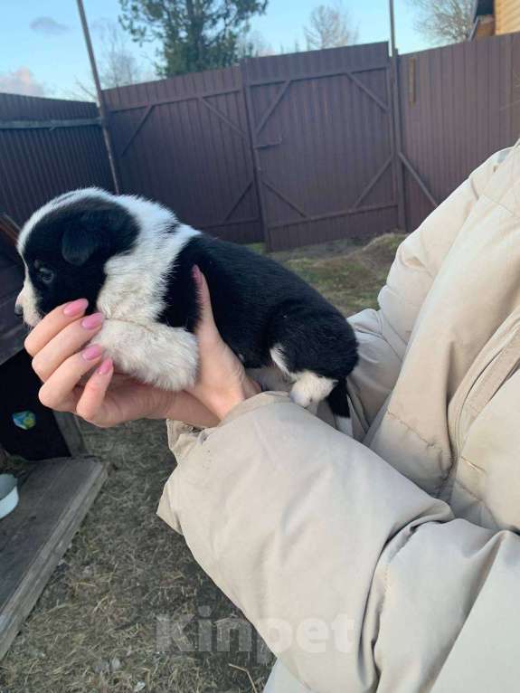 Собаки в других городах Ленинградской области: Ария (точка) Девочка, Бесплатно - фото 2