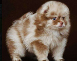 Собаки в Краснодаре: Померанский шпиц Мальчик, 50 000 руб. - фото 1