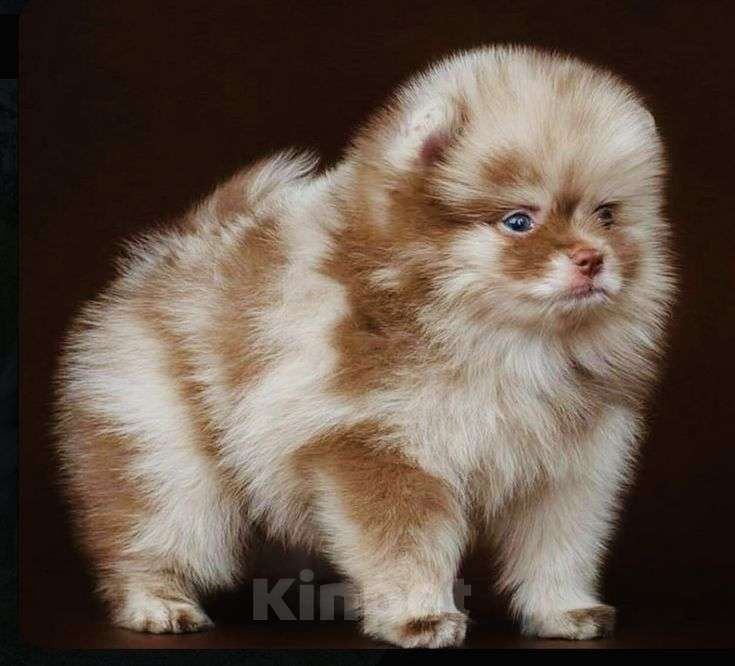 Собаки в Краснодаре: Померанский шпиц Мальчик, 50 000 руб. - фото 1