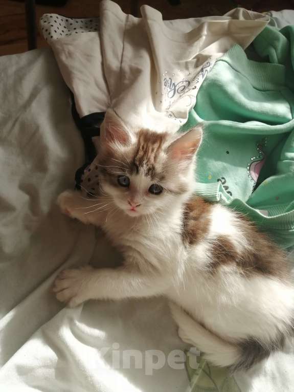 Кошки в Санкт-Петербурге: Котенок Мейн-Кун  Девочка, 10 000 руб. - фото 3