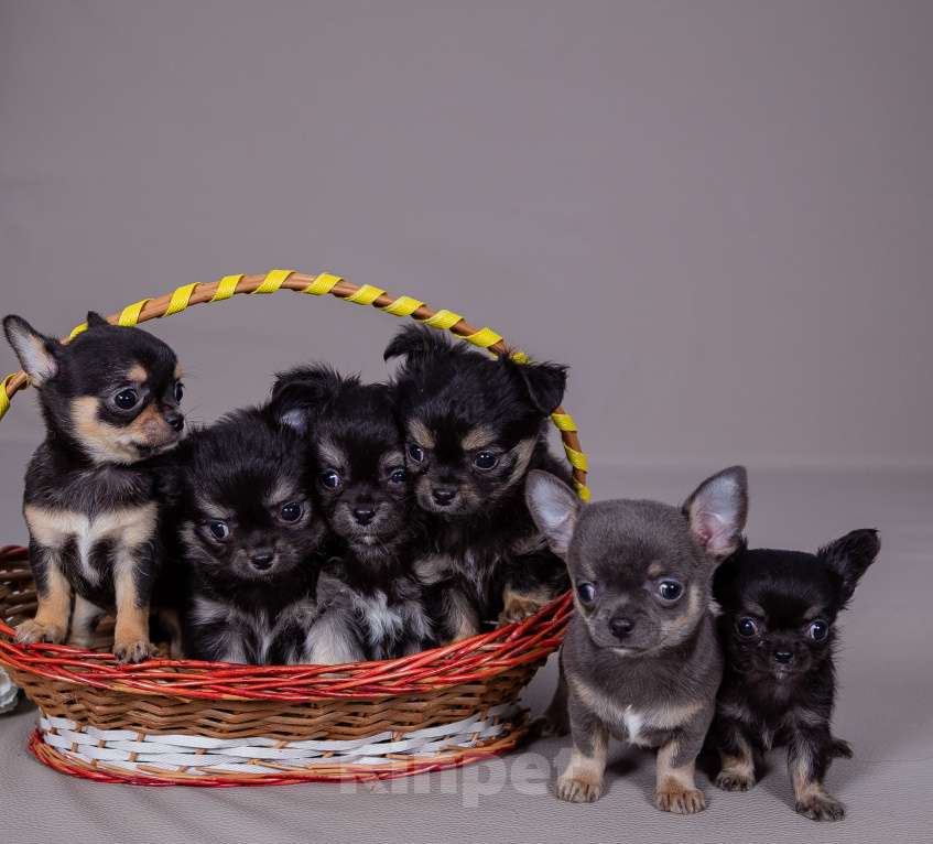 Собаки в Богдане: Щенки чихуахуа Мальчик, 45 000 руб. - фото 2