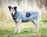Собаки в Химках: Тино пес из приюта Мальчик, Бесплатно - фото 1