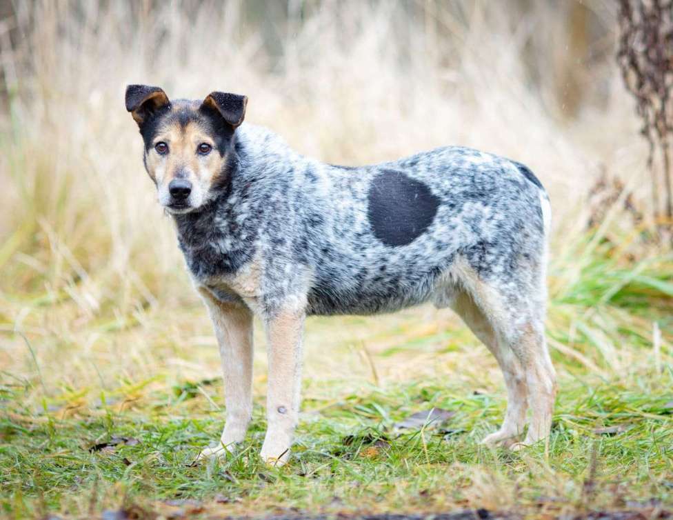 Собаки в Химках: Тино пес из приюта Мальчик, Бесплатно - фото 1