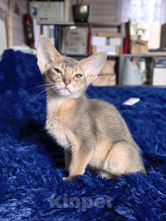 Кошки в других городах Московской области: Мальчишка в благородном голубом окрасе Мальчик, 75 000 руб. - фото 1