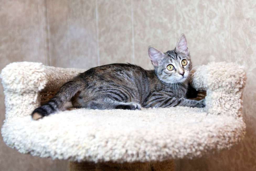 Кошки в Москве: Сэра едет на выставку-пристройство WOOF в Москву  Девочка, Бесплатно - фото 2