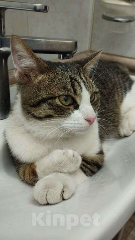 Кошки в Самаре: Потерялся кот Мальчик, 5 000 руб. - фото 3