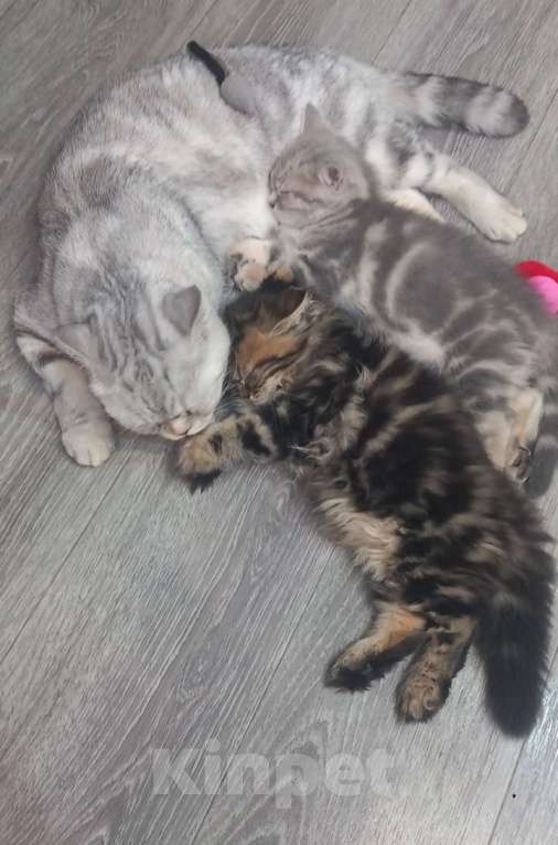 Кошки в Балашихе: Готовы к переезду в ответственную семью Мальчик, 10 000 руб. - фото 5