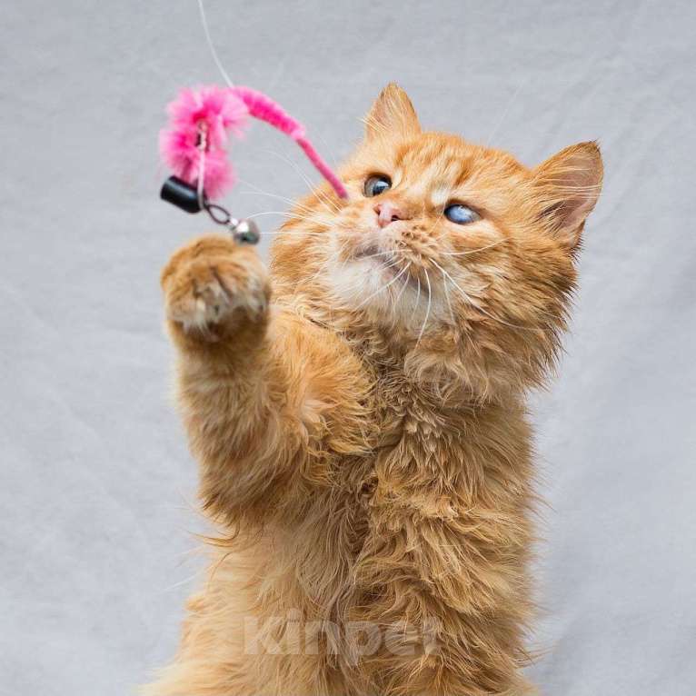 Кошки в Москве: Особенный котик Симба Мальчик, Бесплатно - фото 2