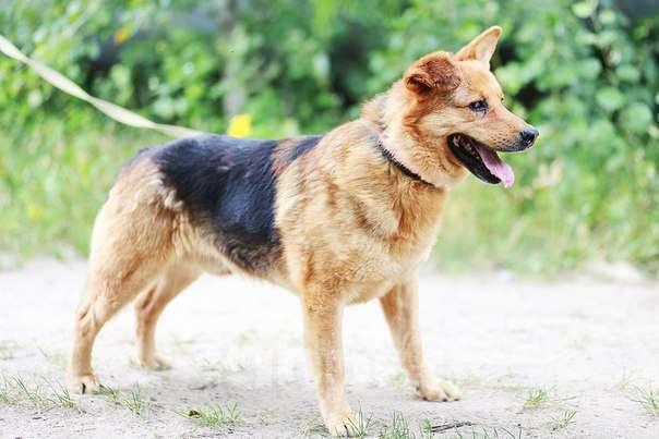 Собаки в Москве: Трезор Мальчик, Бесплатно - фото 5