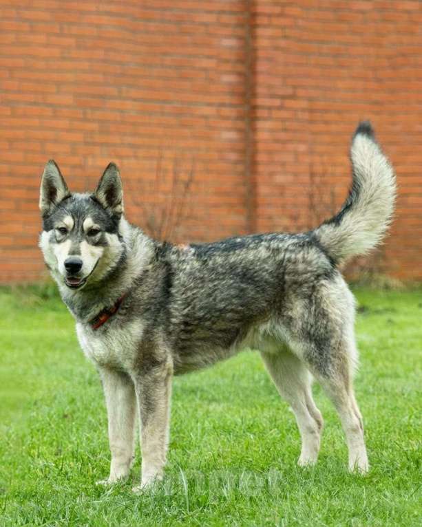 Собаки в Москве: Норд ищет свою семью Мальчик, Бесплатно - фото 4