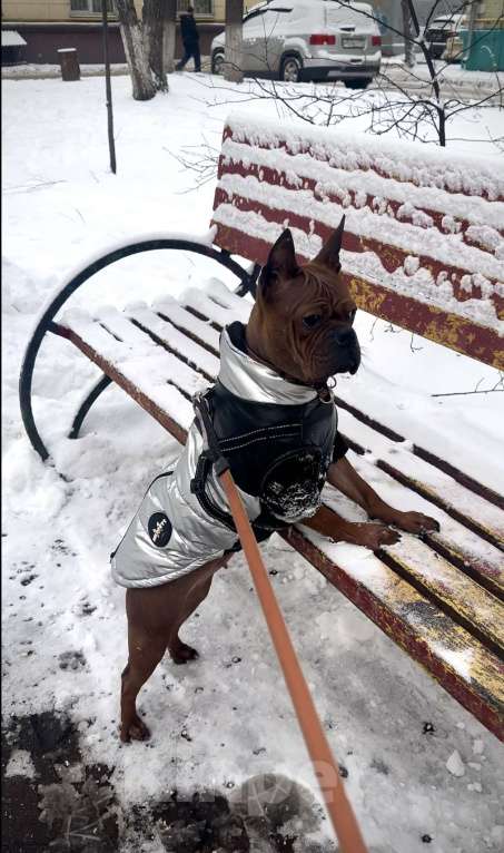 Собаки в Москве: Китайский чунцин Мальчик, 250 000 руб. - фото 9