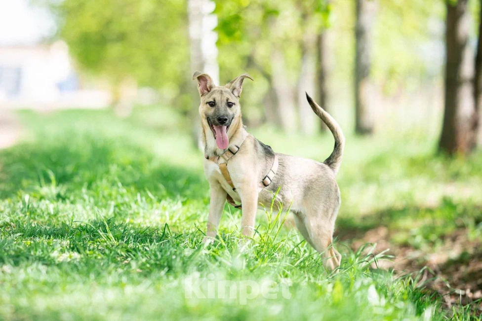 Собаки в Москве: Щенок в дар  Девочка, Бесплатно - фото 9